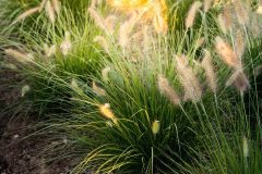 Lutera_0_220816_0014