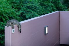 Skeo_Pura_0_180607_066