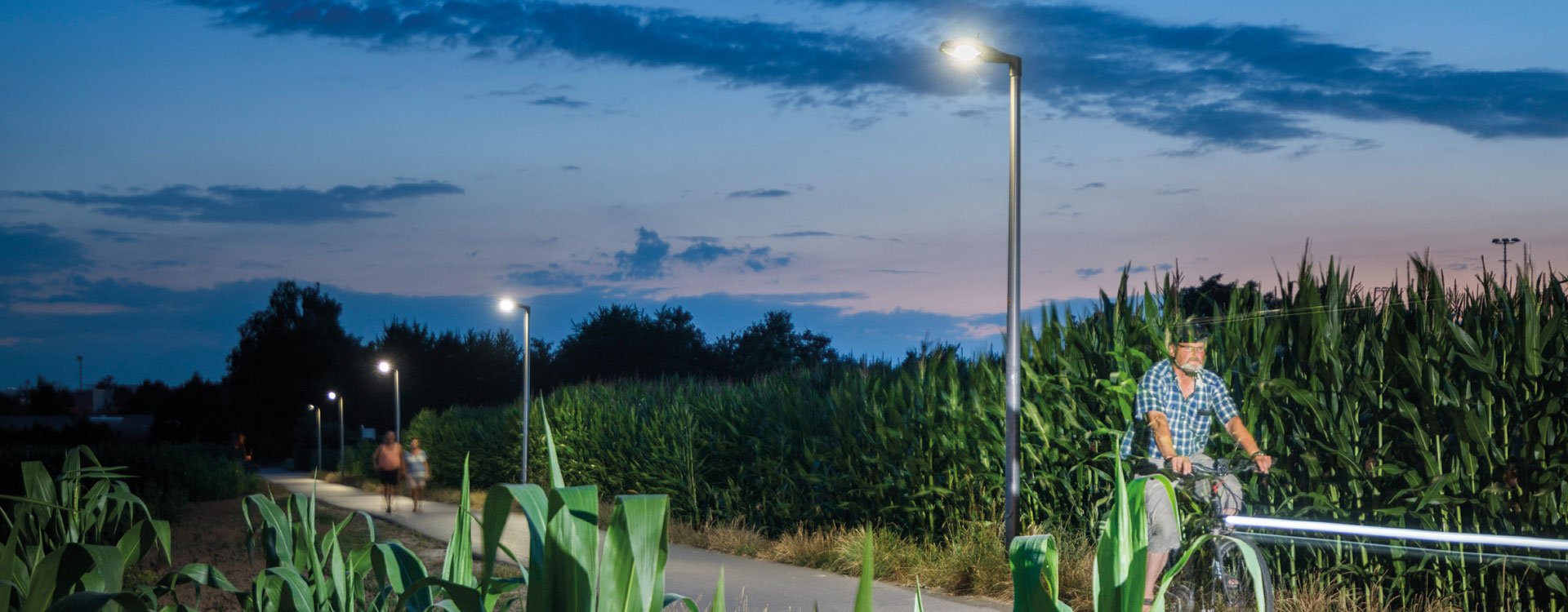Kvällsbild av en cykel- och gångväg genom majsfält belyst av PROLJUS AB:s eleganta energieffektiva LED-armaturer på slanka stolpar som ger jämnt bländfritt ljus och ökad trygghet för cyklister och motionärer, välj PROLJUS AB
