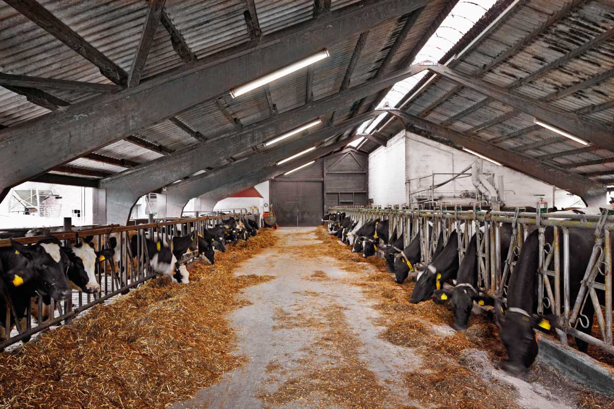 Ladugård med kor och PROLJUS takmonterade LED-armaturer som ger jämnt, bländfritt och energieffektivt arbetsljus över fodergångarna, robust industridesign för enkel installation, lång livslängd och lägre driftkostnader — ett idealiskt val för lantbruk från PROLJUS AB